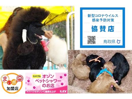 トリミング ブリーダーズショップ プリティードッグハウス ペット まいぷれ 米子