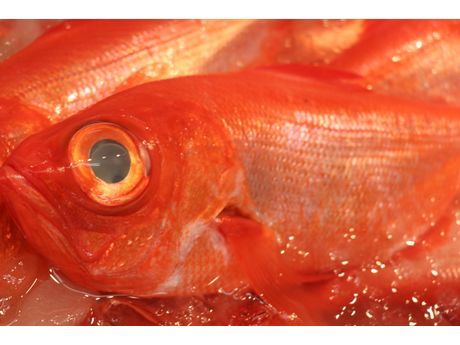 魚や山粋 もっといろいろ まいぷれ 八千代市 魚や山粋 もっといろいろ まいぷれ 八千代市