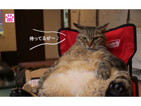 猫カフェ ニャンシー ペット まいぷれ 朝霞 志木 新座 和光