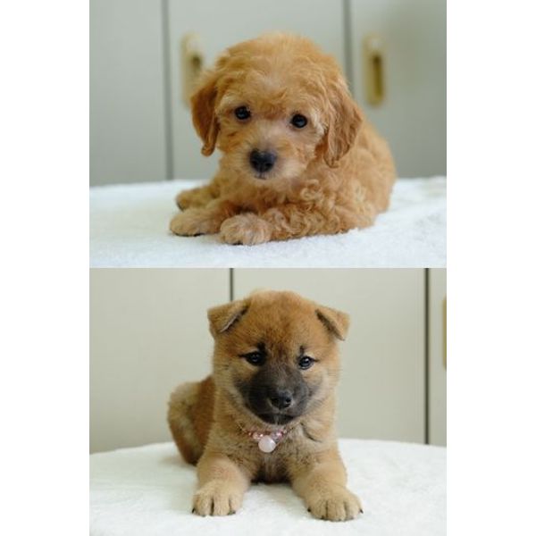 ペットショップ エジソンホビー ペット まいぷれ 新居浜市