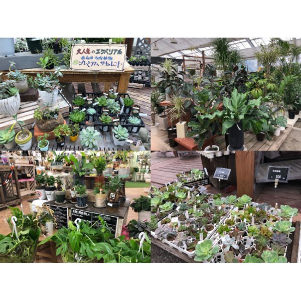 ガーデンマルシェ 下関店 花 ガーデニング まいぷれ 下関市