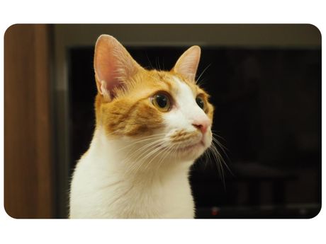 里親募集型猫カフェ 暖猫 カフェ 喫茶店 まいぷれ 浜松市