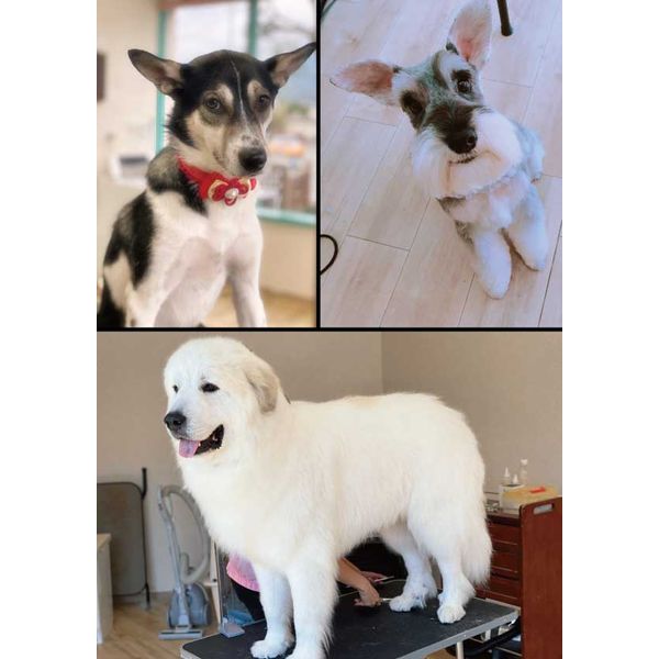 キャラメル Dog ペット まいぷれ 四国中央市