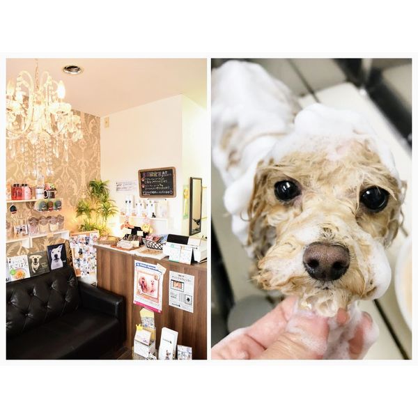 dog salon luvlish ドッグサロンラブリッシュ ペット まいぷれ 帯広 十勝