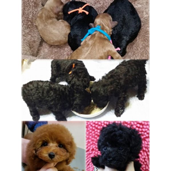 トリミング ブリーダーズショップ プリティードッグハウス ペット まいぷれ 米子