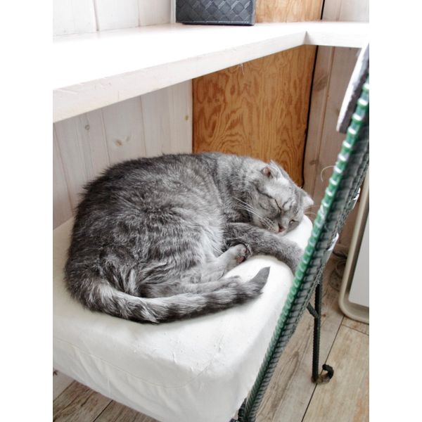 ネコcafe 猫と木 カフェ 喫茶店 まいぷれ 福島市 ネコcafe 猫と木 カフェ 喫茶店 まいぷれ 福島市